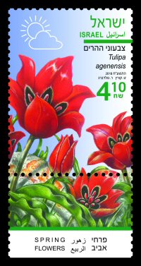 Stamp:Tulipa agenensis (Spring Flowers), designer:Tuvia Kurtz, Ronen Goldberg 04/2018